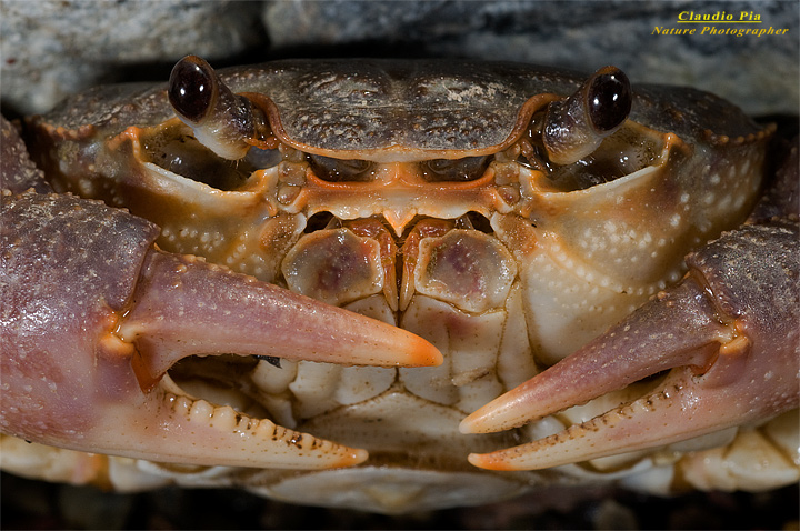 Potamon fluviatile, granchio d'acqua dolce, fresh water crab, fotografia, val di vara